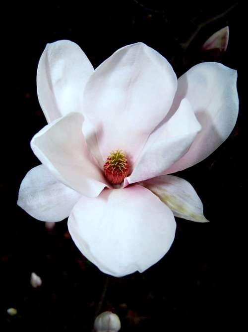 Magnolia Spring Blossom Bloom Garden Nature