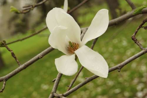 Magnolia White Flowering Trees Spring Blossom