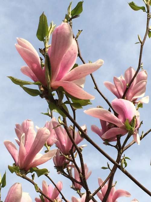 Magnolia Blossom Bloom Sky Tree Flower Flowers