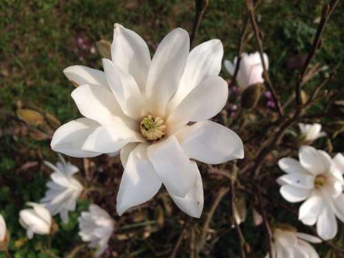Magnolia Bush Blossom Bloom White Ornamental