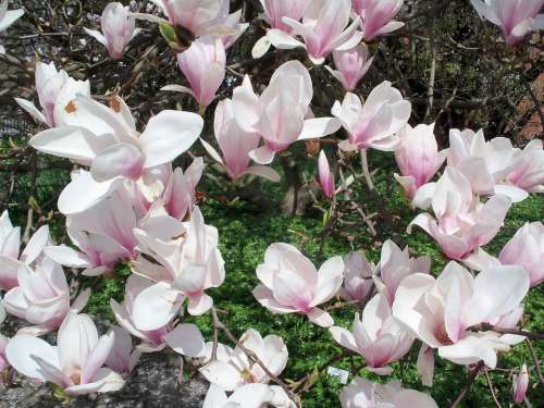 Magnolia Spring Pink Flowers