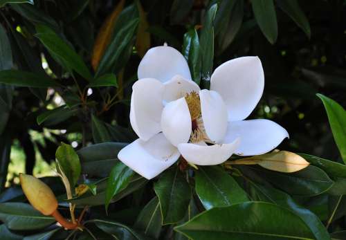 Magnolia Flowers Spring
