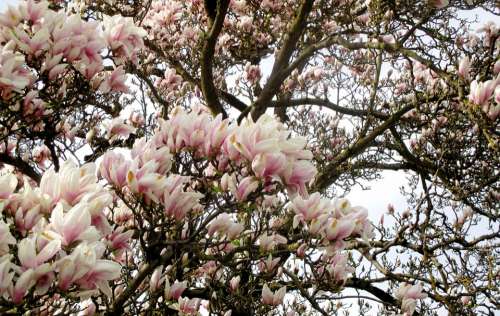 Magnolia Tree Magnolia Flowers Trees Flowers
