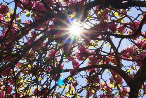 Magnolia Tree Backlighting Spring Sun Tree