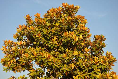 Magnolia Tree Magnolia Fall Autumn Nature Leaf