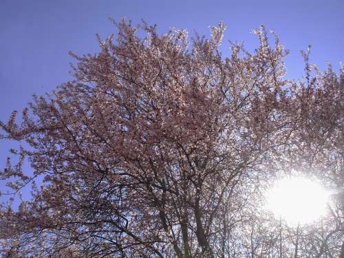 Magnolia Tree Spring Sun Awakening
