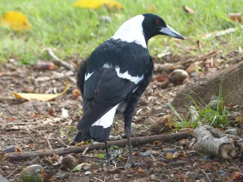 Magpie Bird Black White Singing Bird