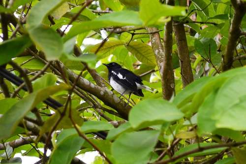 Magpie Robin Bird Nature Wild Life Sri Lanka