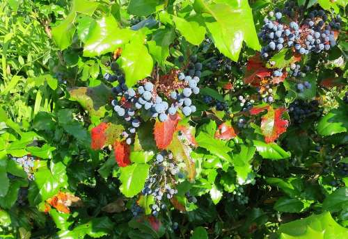 Mahone Bush Berries Evergreen Plant Green