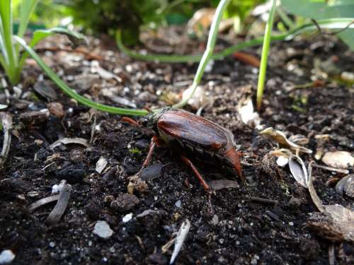 Maikäfer Nature Ladybug Krabbeltier Brown Animals