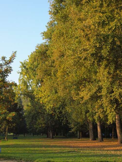 Main Lawn Main Aue Trees Autumn