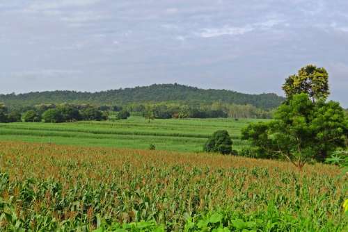 Maize Field Hills Landscape Western Ghats Karnataka