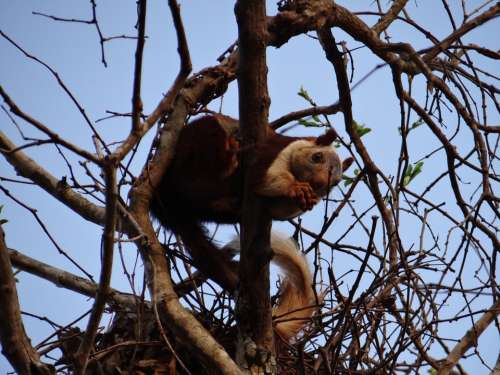 Malabar Giant Squirrel Dandeli Wildlife Karnataka