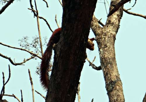 Malabar Giant Squirrel Ratufa Indica