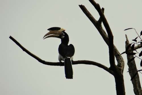 Malabar Pied Hornbill Anthracoceros Coronatus