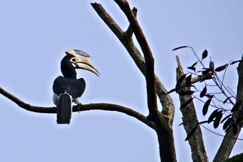 Malabar Pied Hornbill Anthracoceros Coronatus