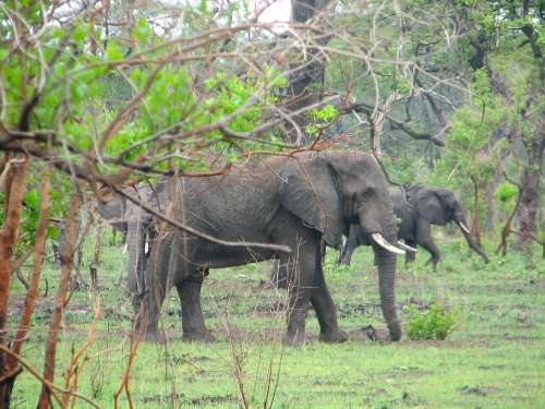 Malawi Africa Landscape Elephants Wildlife Bush