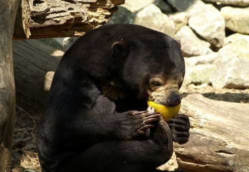 Malayan Sun Bear Bear Zoo Food Tiergarten Feeding