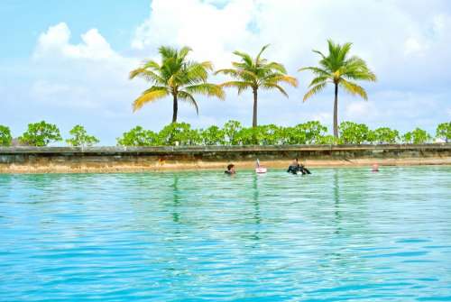 Maldives Coconut Tree Sea Resort Summer Holiday