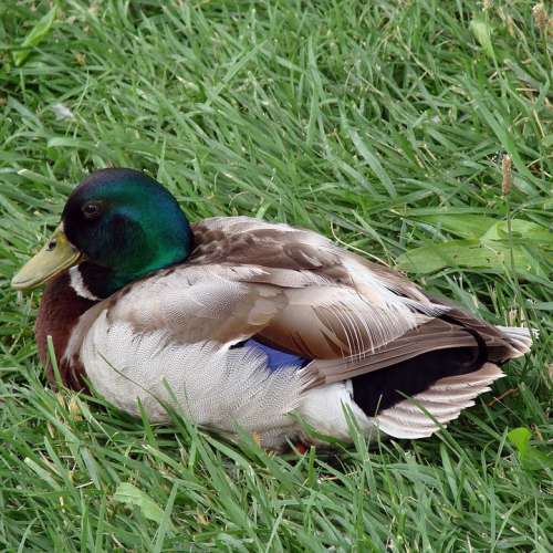 Male Duck Nature Grass Summer Animal