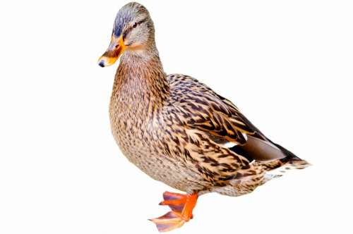 Mallard Duck Water Side Profile Game Bird Bird