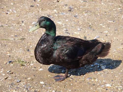 Mallard Duck Male Nature Bird Wildlife Sand