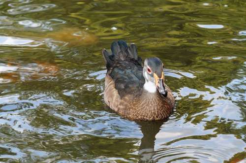 Mallard Duck Water Bird Plumage Pond Close Up