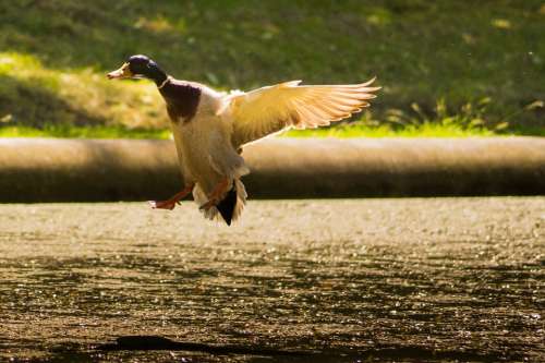 Mallard Landing Duck Flying Wings Fluttering Park
