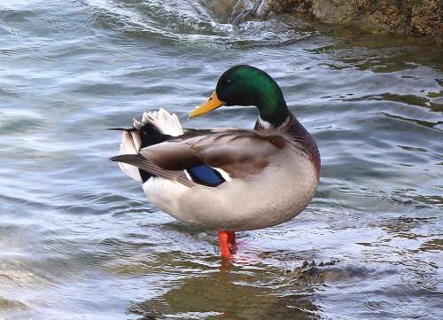 Mallard Duck Drake Plumage Lake Shallow