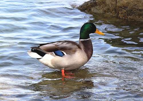 Mallard Duck Drake Plumage Lake Shallow