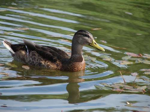 Mallard Lake Bird