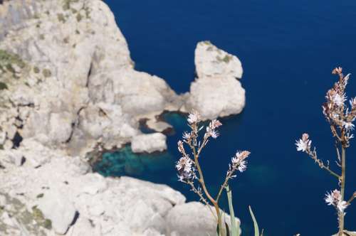 Mallorca Cap Formentor Nature Rock Flowers Sea