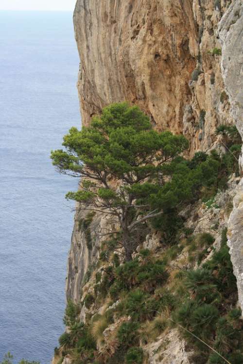 Mallorca Steep Slope Landscape Sea Blue Water Tree