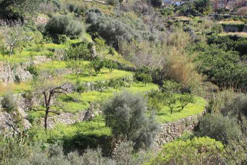 Mallorca Olive Grove Olive Trees Green Nature