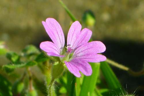 Mallow Flower Lilac Petals Nature Wild Malvaceae