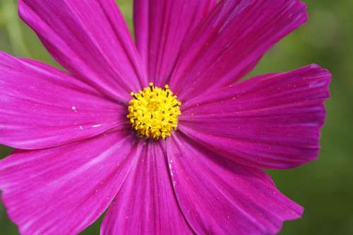 Mallow Purple Pink Flower Blossom Bloom