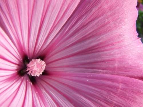 Mallow Pink Mallow Flower Blossom Bloom