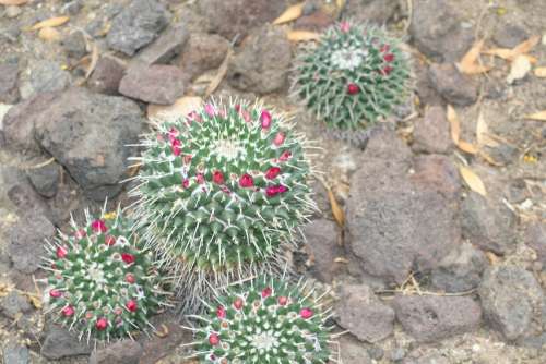 Mammalaria Cactus Desert Plant Flowering Houseplant
