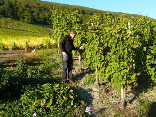 Man Person Vineyard Winegrowing Vines Vines Stock