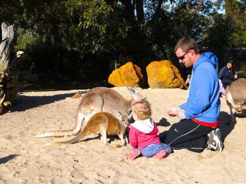 Man Person Child Feeding Zoo Kangaroo