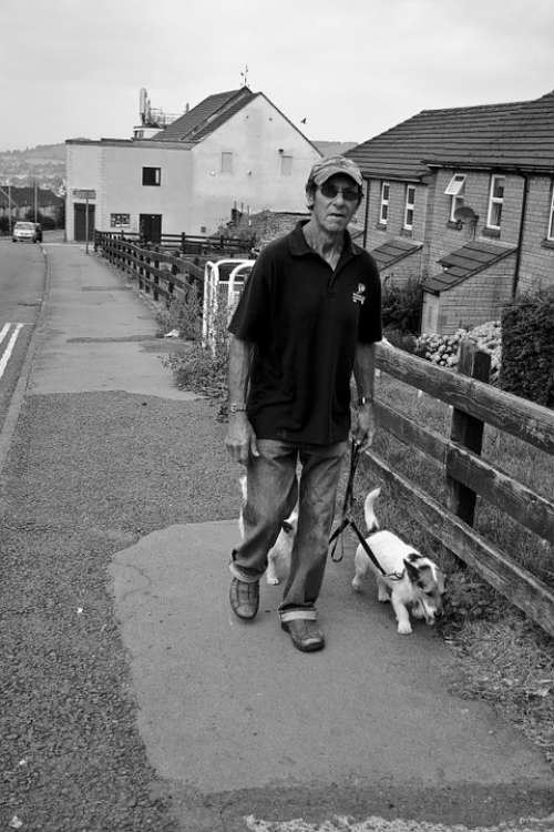 Man Walking Dogs Male Person Walk