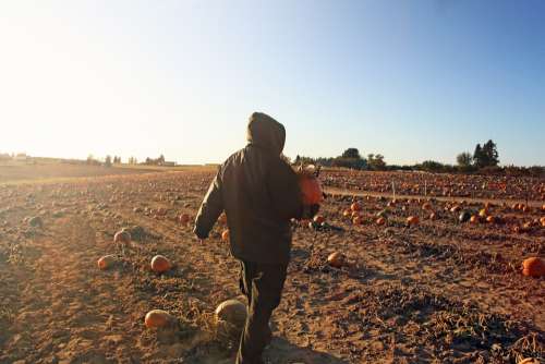 Man Pumpkin Patch Selecting Dusk Halloween Farm