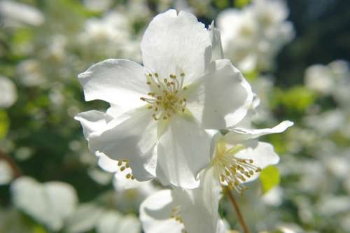 Manchurian Shrub Flower White Sunshine Flora