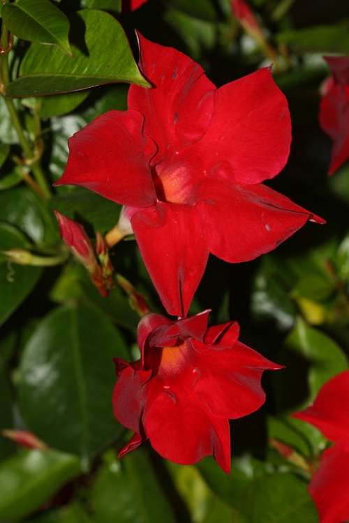 Mandevilla Funnel Flower Blossom Bloom Red