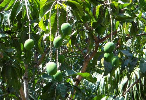 Mango Mangifera Indica Tropical Fruit Green Growing