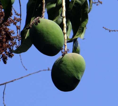 Mango Mangifera Indica Fruit Tropical Fruit Fresh