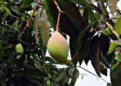 Mango Totapuri High-Yield Fruit Tropical India