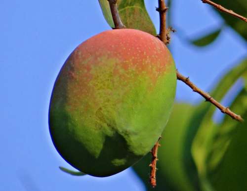 Mango Mangifera Indica About Ripe Tropical Fruit