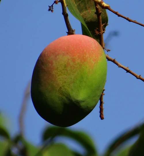 Mango Mangifera Indica Ripe Fruit Tropical Fruit