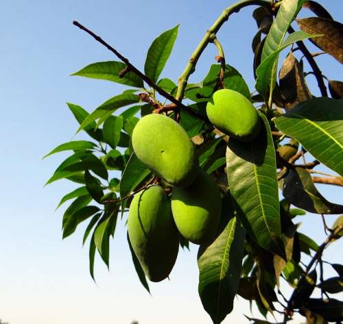 Mango Local Strain Late-Growing Green Orchard